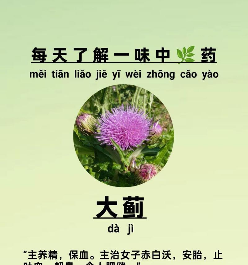 大蓟的种类有哪些？如何区分不同的大蓟植物？