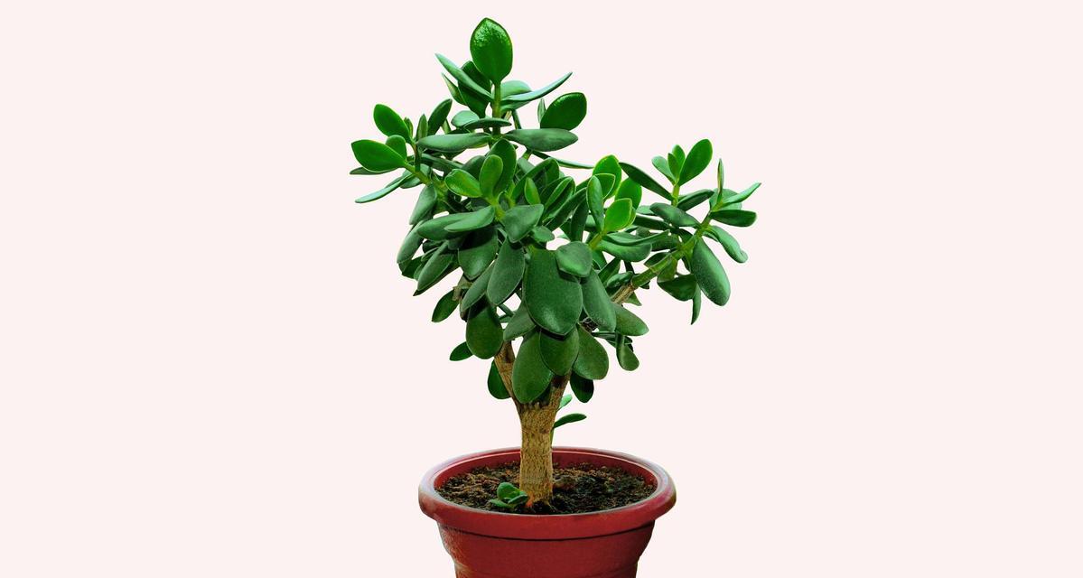 哪些植物品种被认为能招财？招财植物的养护方法是什么？