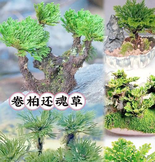 自然界中有哪些植物能够转身？