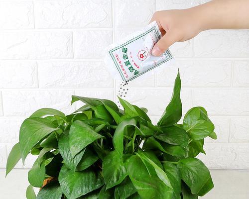花卉植物用什么肥料最好？如何正确施肥？