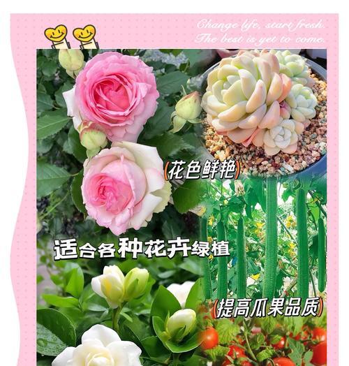 花卉植物用什么肥料最好？如何正确施肥？
