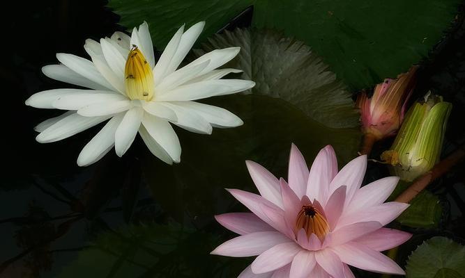 室内植物高档水花有哪些？如何选择适合室内环境的品种？