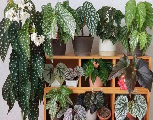 室内植物高档水花有哪些？如何选择适合室内环境的品种？