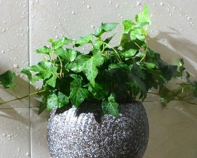 室内植物高档水花有哪些？如何选择适合室内环境的品种？