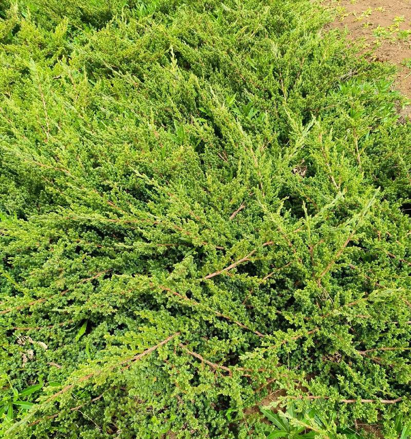 野外荒坡上常见的灌木植物有哪些？它们的特性是什么？