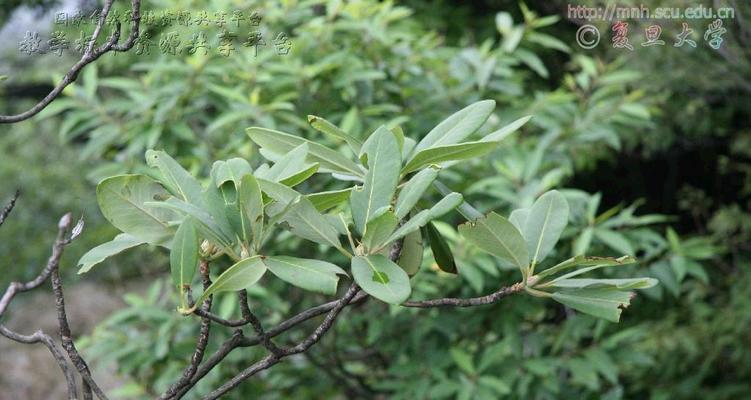 野外荒坡上常见的灌木植物有哪些？它们的特性是什么？