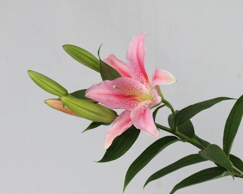 百合种植马龙怎么样啊？马龙地区的百合种植条件和收益如何？
