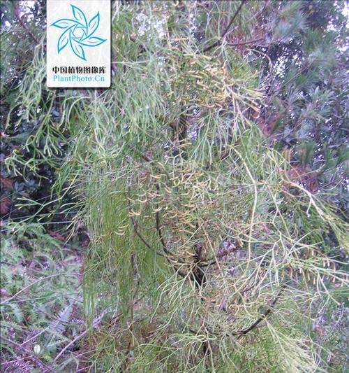 石松属于蕨类植物吗？