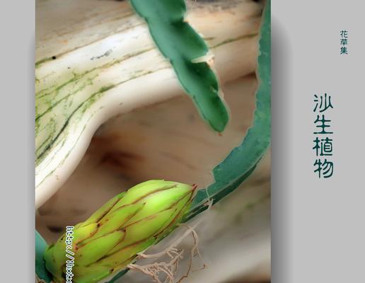 使用沙子救助花草植物的方法是什么？有哪些注意事项？
