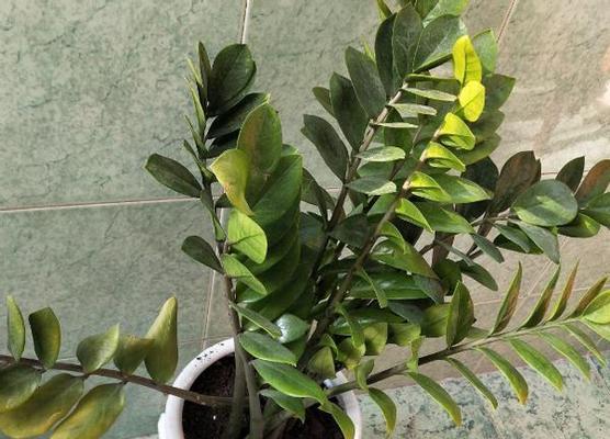 使用沙子救助花草植物的方法是什么？有哪些注意事项？