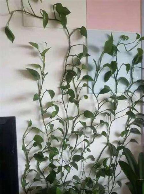绿叶植物黄叶了怎么办？最快补救方法是什么？