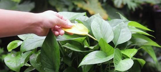 绿叶植物黄叶了怎么办？最快补救方法是什么？