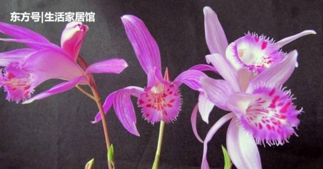 什么植物的根像蒜？这种植物有哪些特性？