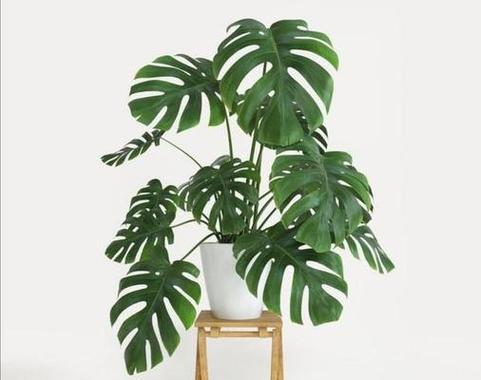 植物衣服套装的选购技巧是什么？