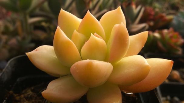 多肉植物黄丽怎么养？黄丽多肉的生长习性和繁殖方法有哪些？