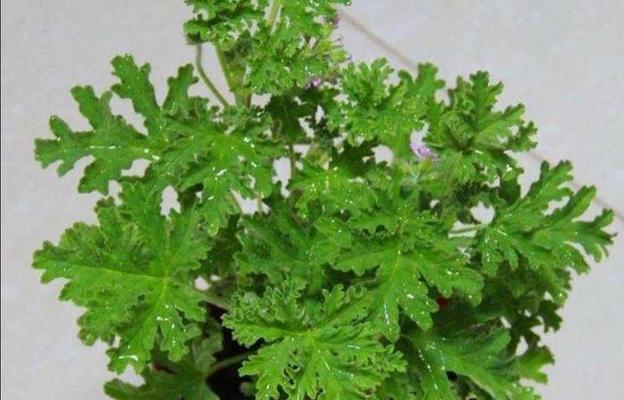 痒痒树有何特性能驱蚊？