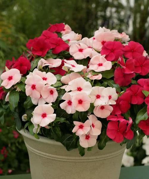 爱花属于哪种花卉类型？爱花的特点是什么？