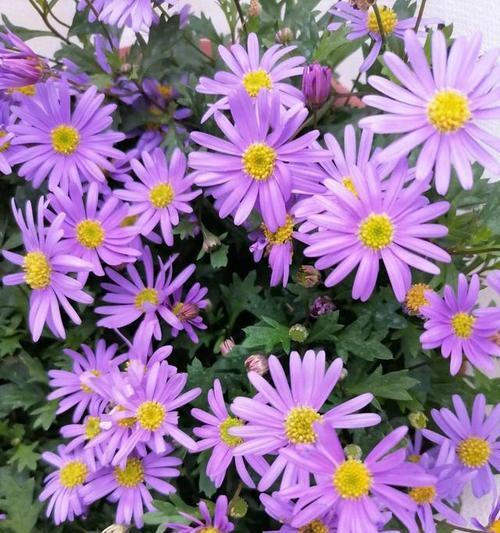 爱花属于哪种花卉类型？爱花的特点是什么？