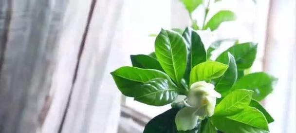 栀子植物有哪些独特特性？如何养护栀子？