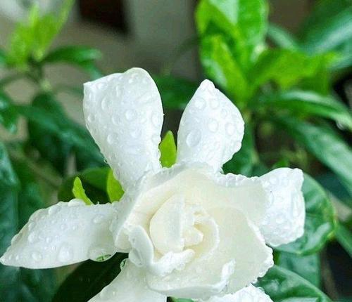 栀子植物有哪些独特特性？如何养护栀子？