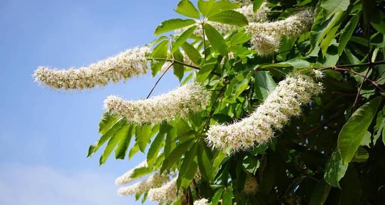 七片叶子的植物是什么？它有哪些特性？