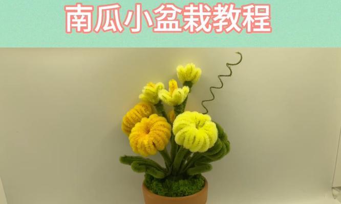 南瓜灯笼盆栽的养护技巧是什么？