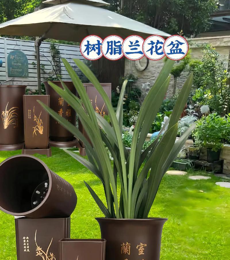 道具兰花盆栽如何养护？需要注意哪些问题？