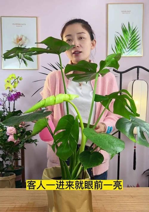 背阴的家中应如何养护植物？