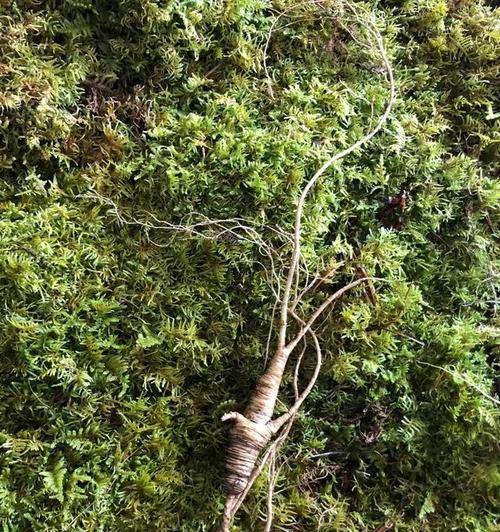长白山人参种植需要哪些肥料和农药？使用方法是什么？