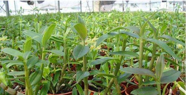 长白山人参种植需要哪些肥料和农药？使用方法是什么？
