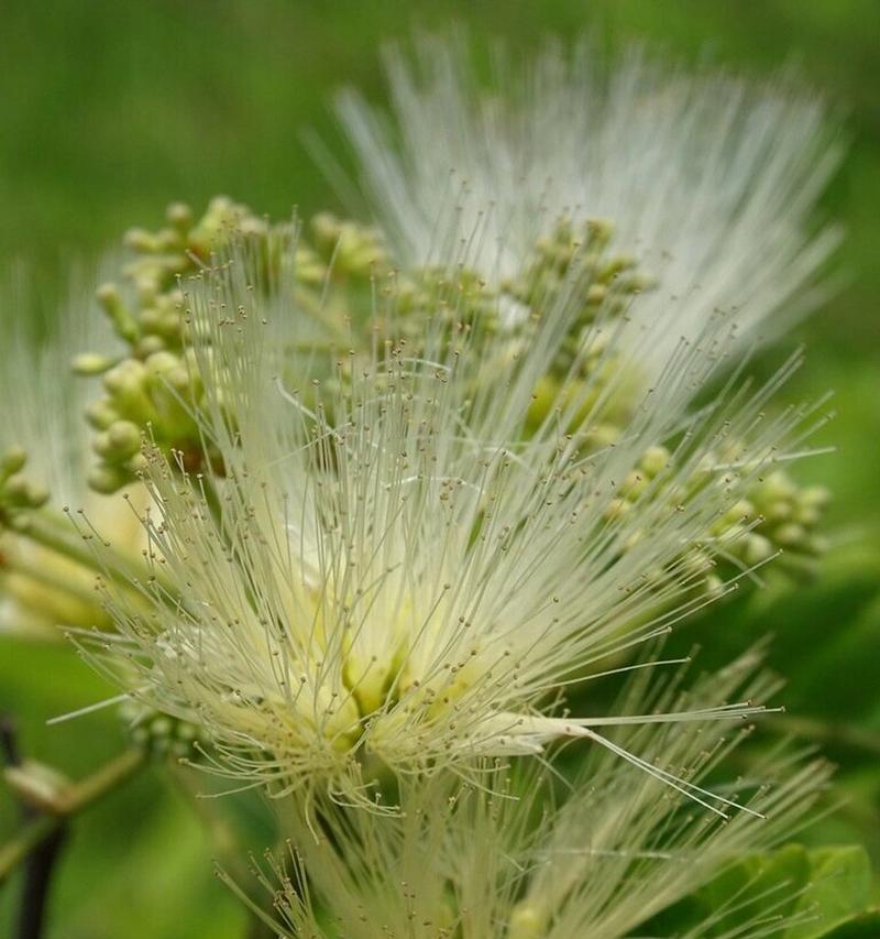 乡村采摘季节可以采摘哪些植物？这些植物的特性是什么？