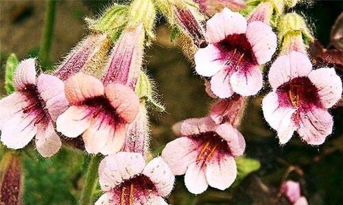 农村常见的彩色植物有哪些？它们的养护技巧是什么？
