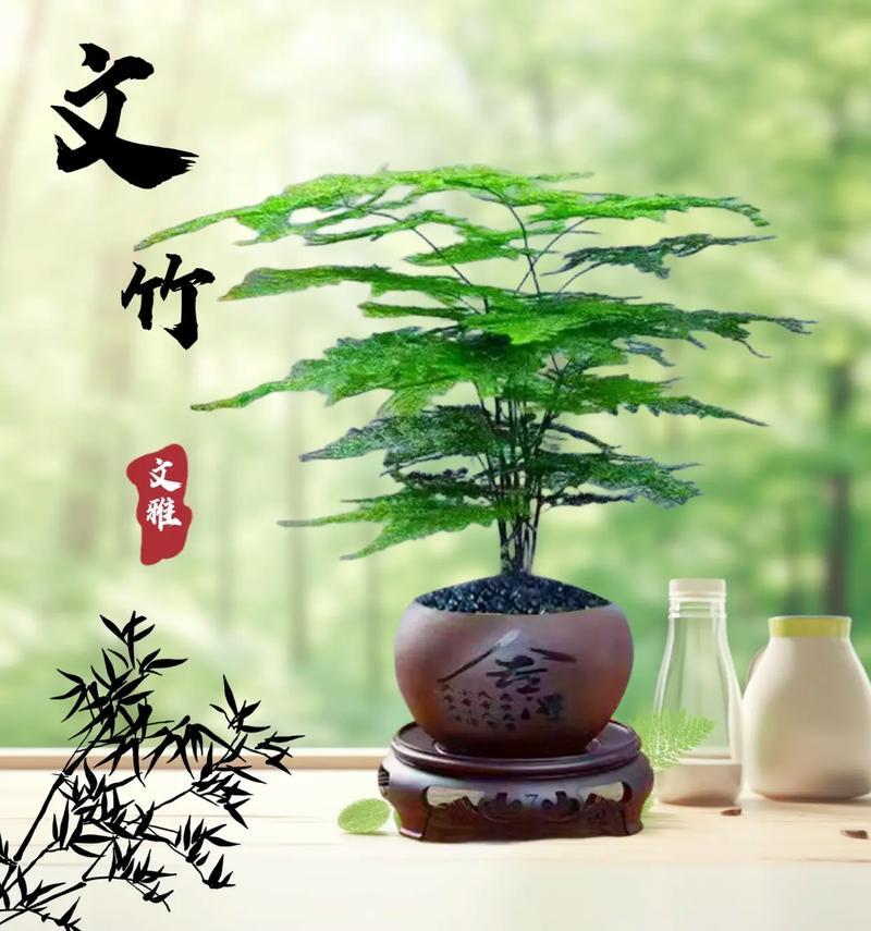 小猪文竹盆栽如何养护？养护小猪文竹的技巧是什么？