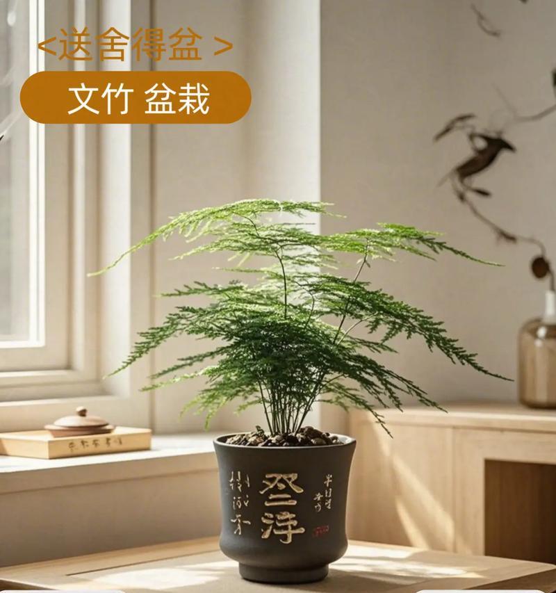 小猪文竹盆栽如何养护？养护小猪文竹的技巧是什么？