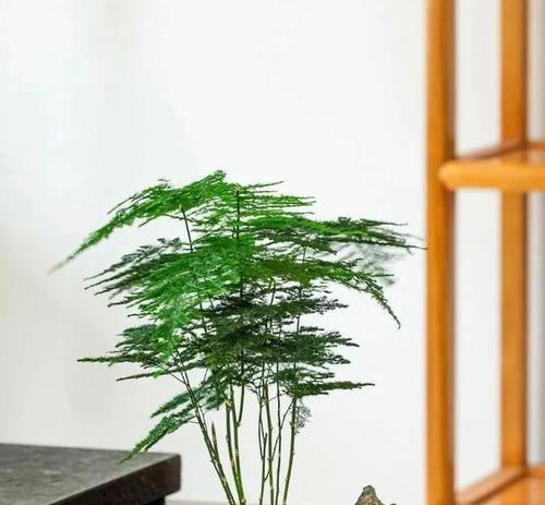 小猪文竹盆栽如何养护？养护小猪文竹的技巧是什么？