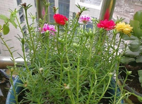 初夏适合种植哪些花卉？这些花卉为何容易成活？