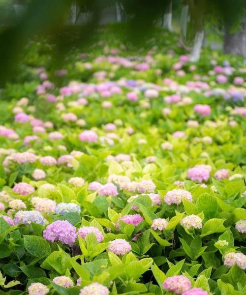 初夏适合种植哪些花卉？这些花卉为何容易成活？