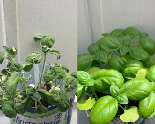 植物吸管有哪些类型？如何选择适合的植物吸管？