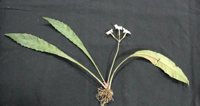 四川地区有哪些特色植物？如何在四川发现这些植物？