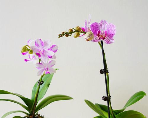 花卉水苔绿植有哪些植物？它们的养护方法是什么？