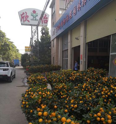 邵东花卉市场附近有哪些推荐酒店？如何选择？