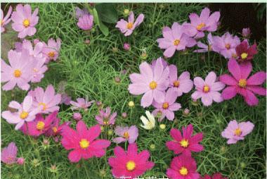 潍坊花卉回收公司哪里找？常规花卉回收流程是怎样的？
