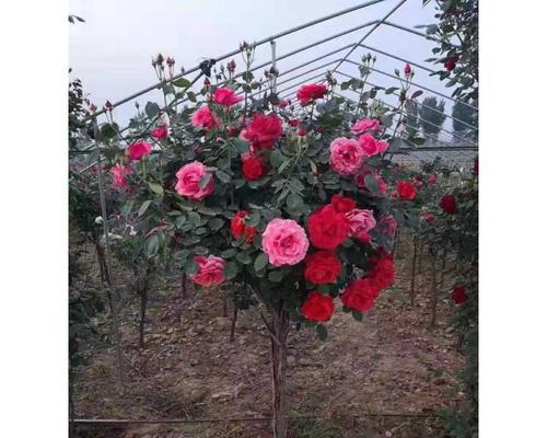 潍坊花卉回收公司哪里找？常规花卉回收流程是怎样的？