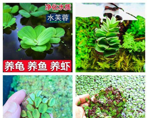乌龟缸养什么植物好？适合水生环境的植物有哪些？
