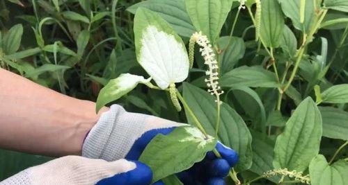 什么植物能治皮肤病？有哪些植物具有治疗作用？