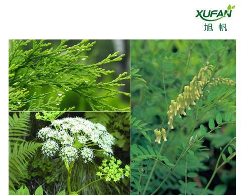 什么植物能治皮肤病？有哪些植物具有治疗作用？
