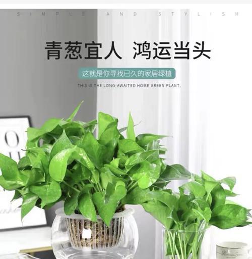 水培绿箩盆栽的日常护理要点是什么？