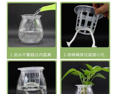 水培绿箩盆栽的日常护理要点是什么？