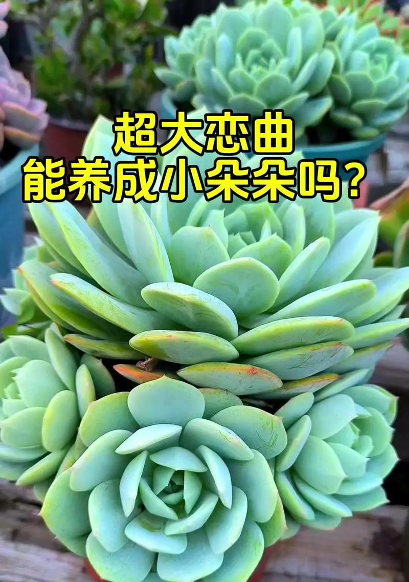 白鸟多肉植物的繁殖方法是什么？繁殖过程中应注意什么？