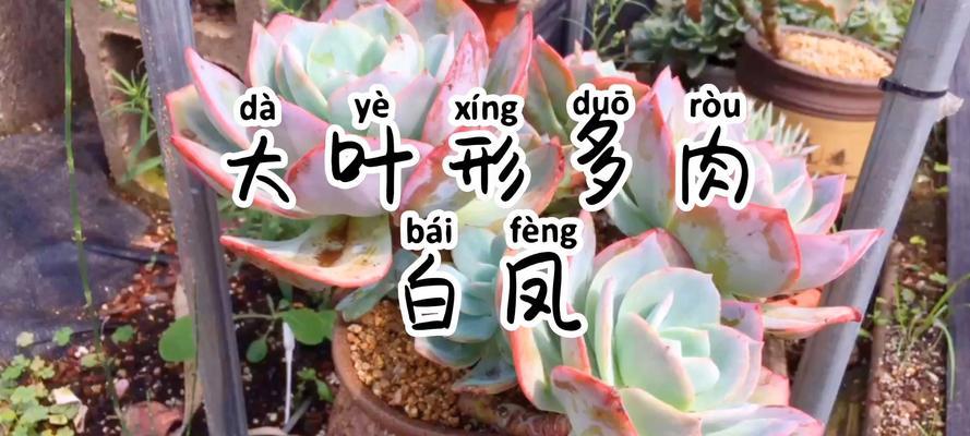 白鸟多肉植物的繁殖方法是什么？繁殖过程中应注意什么？